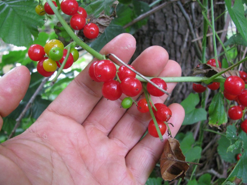 Tamus communis